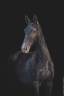 Filly Lusitano For sale 2025 Grey