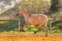 Filly Lusitano For sale 2025 Dun