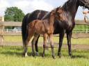 Filly KWPN Dutch Warmblood For sale 2026 Dark Bay