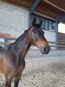 Gelding Selle Fran&ccedil;ais For sale 2013 Dark Bay
