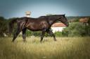Gelding Selle Fran&ccedil;ais For sale 2023 Black