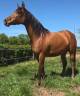 Mare Arabian Thoroughbred For sale 2022 Bay