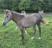 Filly Arabian Thoroughbred For sale 2025 Grey