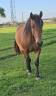 Gelding Arabian Half Blood For sale 2023 Bay
