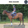 Gelding AQPS For sale 2022 Bay