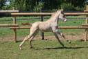 Filly Connemara For sale 2026 Cremello