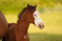 Colt Belgian Riding Pony For sale 2025 Bay
