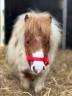 Mare Shetland Pony For sale 2024 Coloured