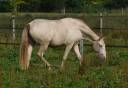 Mare Lusitano For sale 2023 Pearl
