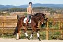 Gelding KWPN Dutch Warmblood For sale 2019 Bay