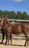 Filly New Forest For sale 2025 Chesnut