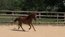 Filly New Forest For sale 2025 Chesnut