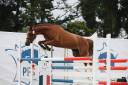 Mare French Saddle Pony For sale 2021 Chesnut