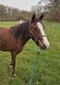 Mare Origin Recorded For sale 2023 Liver chestnut