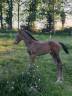Filly Origin Recorded For sale 2026 Champagne