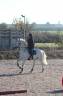 Gelding French Saddle Pony For sale 2009 Grey
