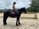 Gelding M&eacute;rens For sale 2022 Black