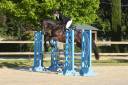 Gelding Selle Fran&ccedil;ais For sale 2021 Dark Bay