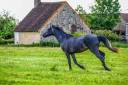 Gelding Arabian Half Blood For sale 2021 Grey