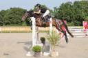 Gelding Selle Fran&ccedil;ais For sale 2020 Dark Bay