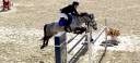 Gelding Origin Recorded For sale 2017 Grey