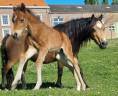 Filly Welsh Pony (Section B) For sale 2026 Dark Bay