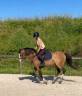 Mare French Saddle Pony For sale 2022 Roan