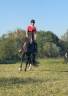 Gelding French Trotter For sale 2022 Black