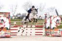 Gelding Connemara For sale 2021 Grey