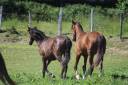 Gelding PRE Pure Spanish Bred For sale 2025 Bay