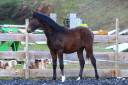 Gelding PRE Pure Spanish Bred For sale 2025 Dark Bay