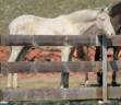 Gelding PRE Pure Spanish Bred For sale 2025 Cremello
