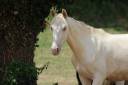 Gelding PRE Pure Spanish Bred For sale 2025 Cremello