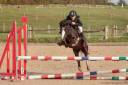 Mare Welsh Pony (Section A) For loan 2020 Black