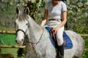 Gelding Origin Recorded For sale 2022 Bay