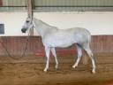 Mare Zangersheide For sale 2023 Grey