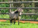 Mare No Origin Recorded For sale 2017 Buckskin