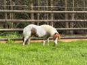 Gelding No Origin Recorded For sale 2015 Coloured