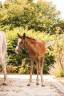 Entire Welsh Part Bred For sale 2026 Chesnut