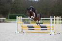 Mare Zangersheide For sale 2016 Coloured