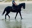 Gelding French Trotter For sale 2020 Bay