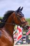 Gelding sBs Belgian Warmblood For sale 2020 Bay