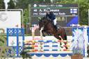 Gelding sBs Belgian Warmblood For sale 2020 Bay