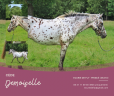 Mare No Origin Recorded For sale 2013 Appaloosa
