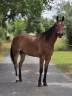 Gelding French Trotter For sale 2021 Bay