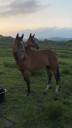 3 unbroken bay mares 