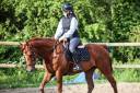 Mare Thoroughbred For sale 2021 Liver chestnut