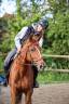Mare Thoroughbred For sale 2021 Liver chestnut