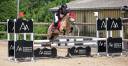 Gelding French Saddle Pony For sale 2017 Buckskin