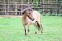 Mare No Origin Recorded For sale 2013 Buckskin